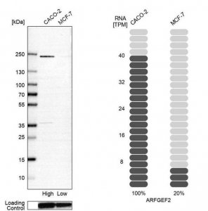 Anti-ARFGEF2 antibody produced in rabbit HPA026078-100UL