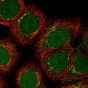 Anti-ARFIP1 antibody produced in rabbit 