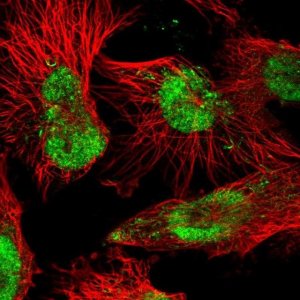 Anti-ARGLU1 antibody produced in rabbit 