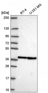 Anti-ARGLU1 antibody produced in rabbit 