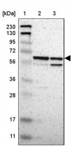 Anti-ARHGAP1 antibody produced in rabbit HPA008285-100UL