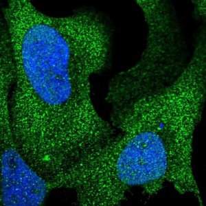Anti-ARHGAP17 antibody produced in rabbit 