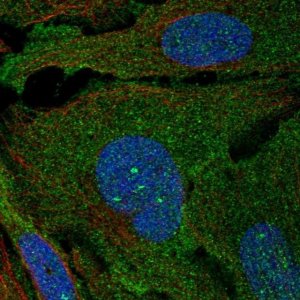 Anti-ARHGAP19 antibody produced in rabbit 