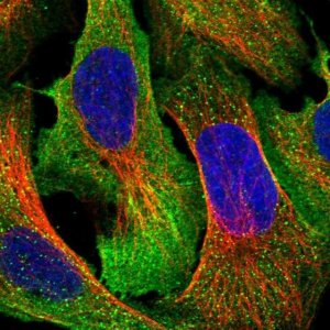 Anti-ARHGAP19 antibody produced in rabbit HPA043231-100UL