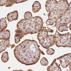 Anti-ARHGAP26 antibody produced in rabbit 