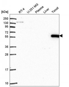 Anti-ARHGAP27 antibody produced in rabbit 