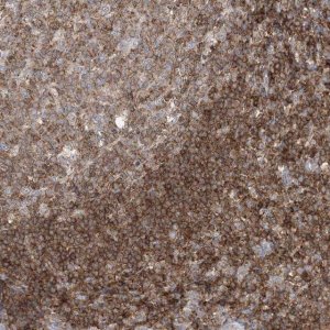Anti-ARHGAP30 antibody produced in rabbit 