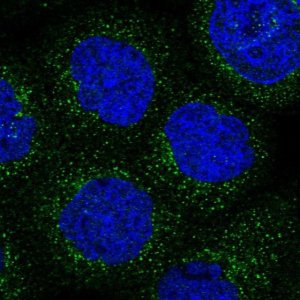 Anti-ARHGAP30 antibody produced in rabbit 