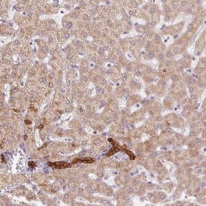 Anti-ARHGAP32 antibody produced in rabbit 