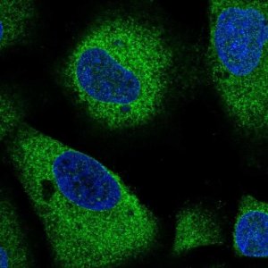 Anti-ARHGAP5 antibody produced in rabbit 
