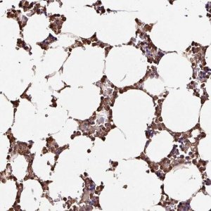 Anti-ARHGDIB antibody produced in rabbit HPA051235-100UL