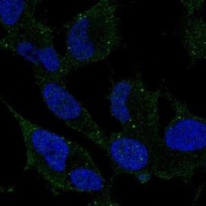 Anti-ARHGDIG antibody produced in rabbit 