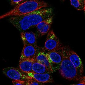 Anti-ARHGEF10L antibody produced in rabbit 