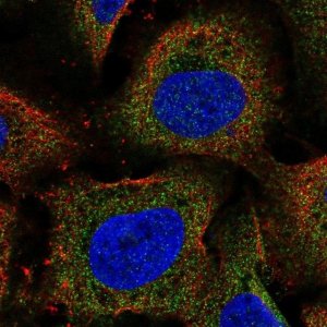 Anti-ARHGEF18 antibody produced in rabbit 