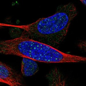 Anti-ARHGEF19 antibody produced in rabbit 