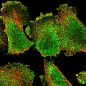 Anti-ARHGEF26 antibody produced in rabbit 