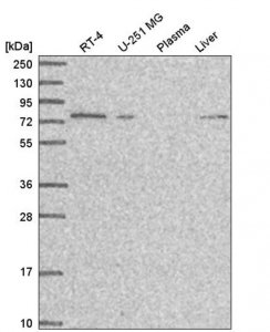 Anti-ARHGEF26 antibody produced in rabbit 