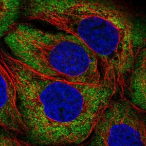 Anti-ARHGEF3 antibody produced in rabbit 