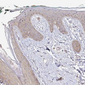 Anti-ARHGEF37 antibody produced in rabbit 