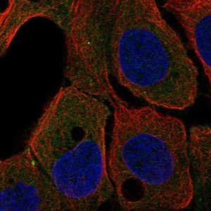 Anti-ARHGEF37 antibody produced in rabbit 