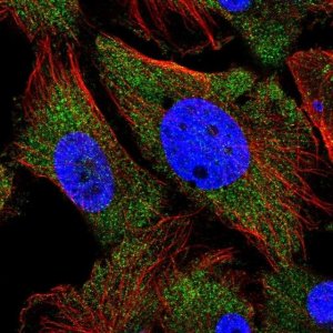 Anti-ARHGEF9 antibody produced in rabbit 