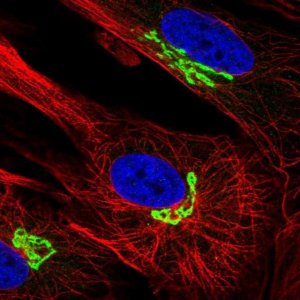 Anti-ARL1 antibody produced in rabbit 