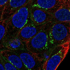 Anti-ARL15 antibody produced in rabbit 