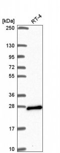 Anti-ARL15 antibody produced in rabbit 