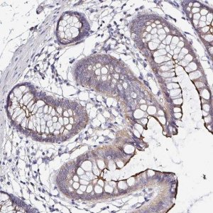 Anti-ARL4D antibody produced in rabbit 