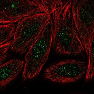 Anti-ARMC2 antibody produced in rabbit 