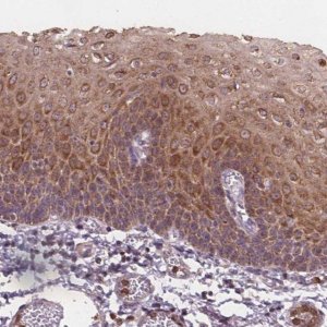 Anti-ASB18 antibody produced in rabbit 