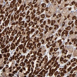 Anti-ASB3 antibody produced in rabbit 