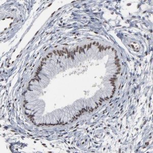 Anti-ATF7 antibody produced in rabbit 