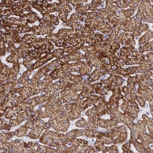 Anti-ATP5C1 antibody produced in rabbit 