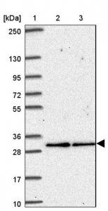 Anti-ATP6V1E2 antibody produced in rabbit HPA052784-100UL