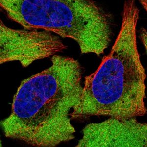 Anti-ATXN2L antibody produced in rabbit 