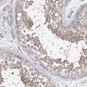 Anti-AURKC antibody produced in rabbit 
