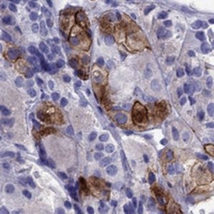 Anti-AVPR1B antibody produced in rabbit 