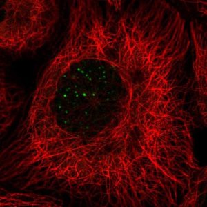 Anti-BABAM1 antibody produced in rabbit HPA054386-100UL
