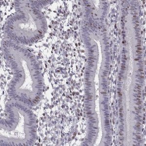Anti-BACH1 antibody produced in rabbit 
