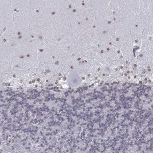 Anti-BARHL1 antibody produced in rabbit 