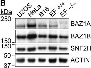 Anti-BAZ1A antibody produced in rabbit 