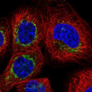 Anti-BCL2L13 antibody produced in rabbit 