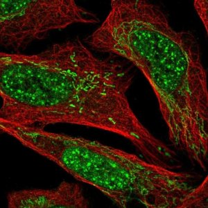 Anti-BDNF antibody produced in rabbit 