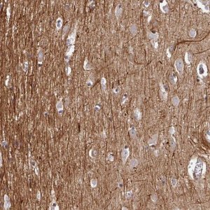 Anti-BEND5 antibody produced in rabbit 