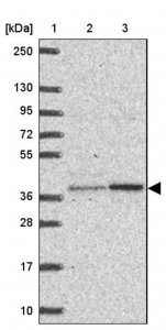 Anti-BEND5 antibody produced in rabbit 