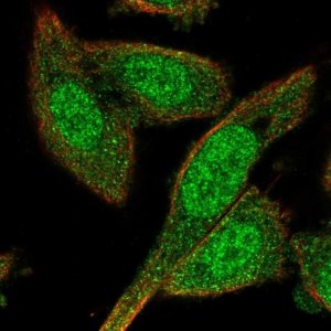 Anti-BEX4 antibody produced in rabbit 