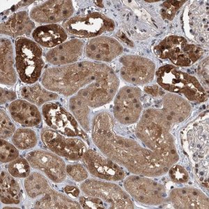Anti-BHLHE23 antibody produced in rabbit 