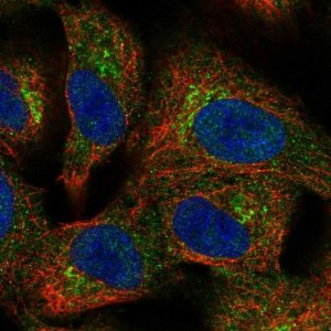 Anti-BIRC6 antibody produced in rabbit 