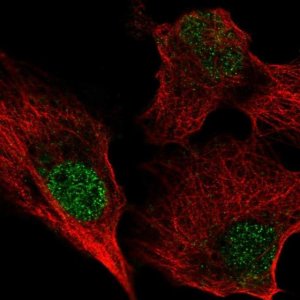 Anti-BIRC7 antibody produced in rabbit 